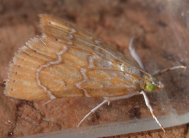 White-roped Glaphyria